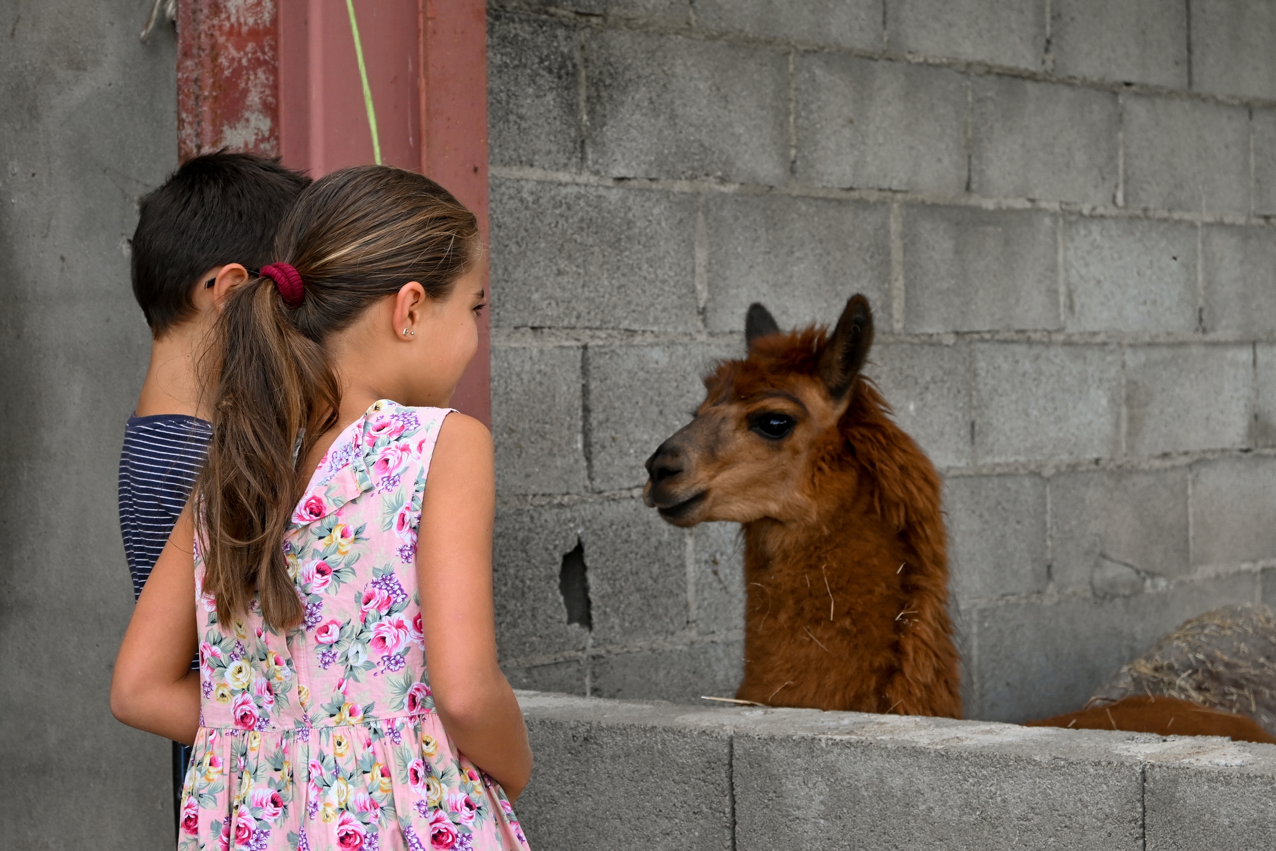 Balad'alpagas | La Ferme du Champ Rouge