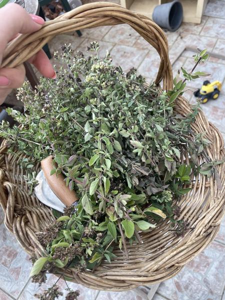 Atelier du petit cueilleur-herboriste à Collobrières