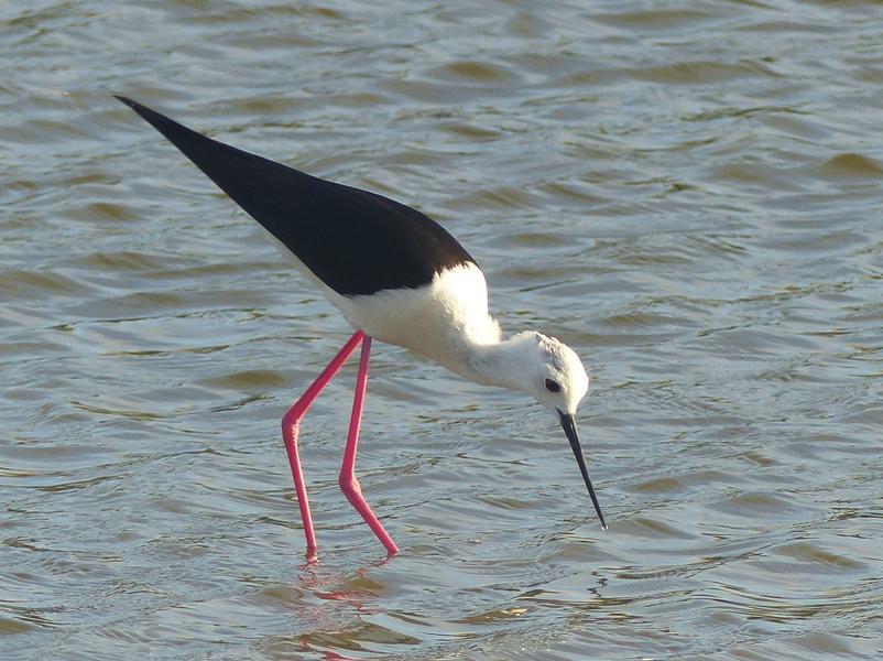 Oiseaux et nature des marais d'Ars
