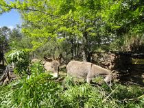 ferme+bio+de+la+baraque+-+aujac+06 ferme+bio+de+la+baraque+-+aujac+06