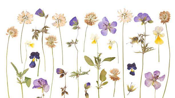 Mon premier herbier (4-7ans) - Maison du Marais de Lavours_Ceyzérieu