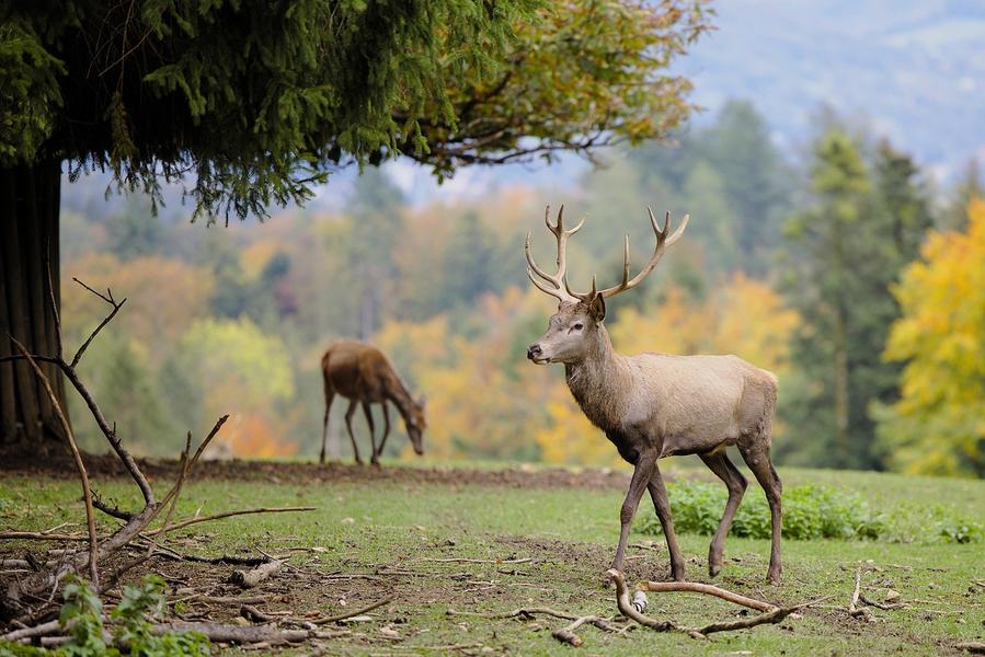 Sortie découverte du brame du cerf