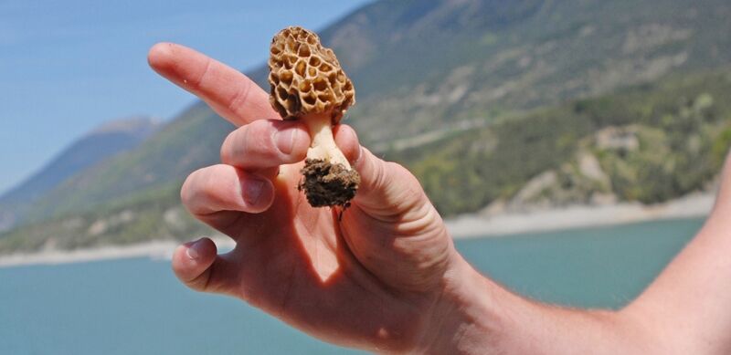 Camping de la Page - Alpes, Vercors et Trièves