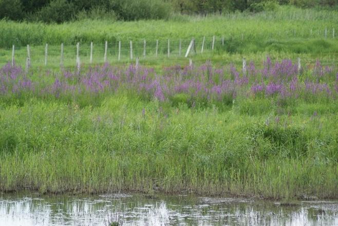 Animation nature - La flore des prairies humides