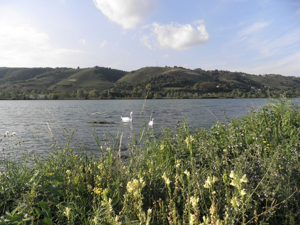 Berges du Rhônes pelouses