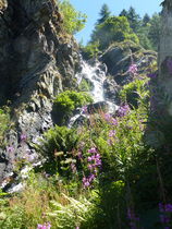 Cascade sur le chemin, entourée de fleurs roses