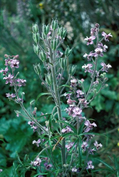 Point rencontre : La flore des îles méditerranéenne (Porquerolles)_Hyères