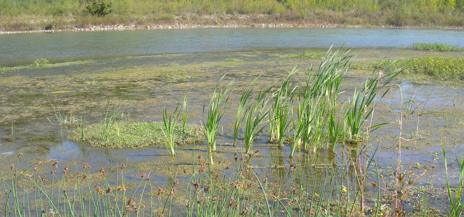 La Roque d'Anthéron - Sentier des Iscles, La Roque-d'Anthéron - photo 2