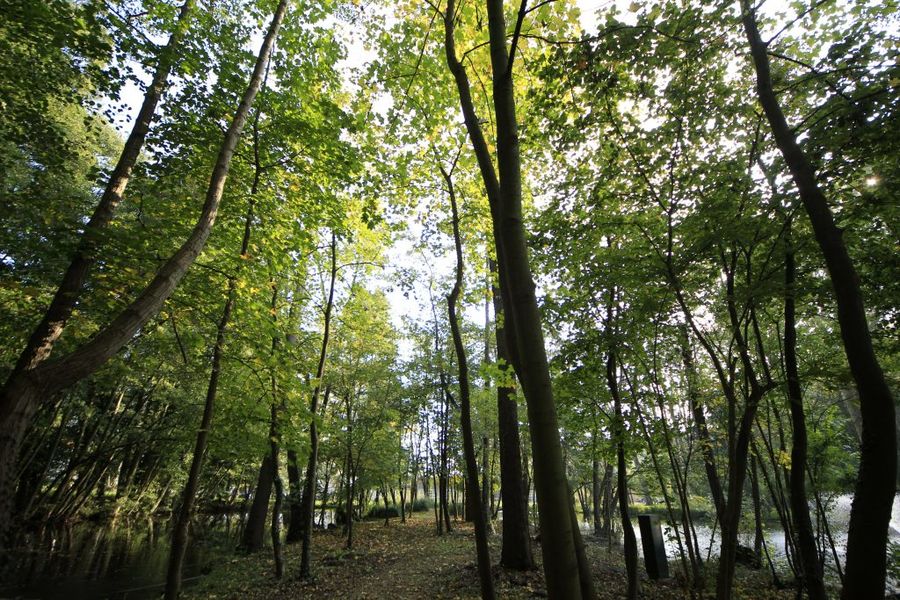 Forêt de Bellejame