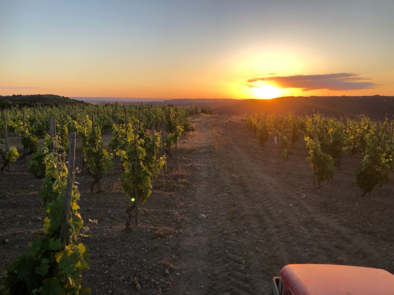 ANNULE Sunset dans les vignes (Domaine Perrier)