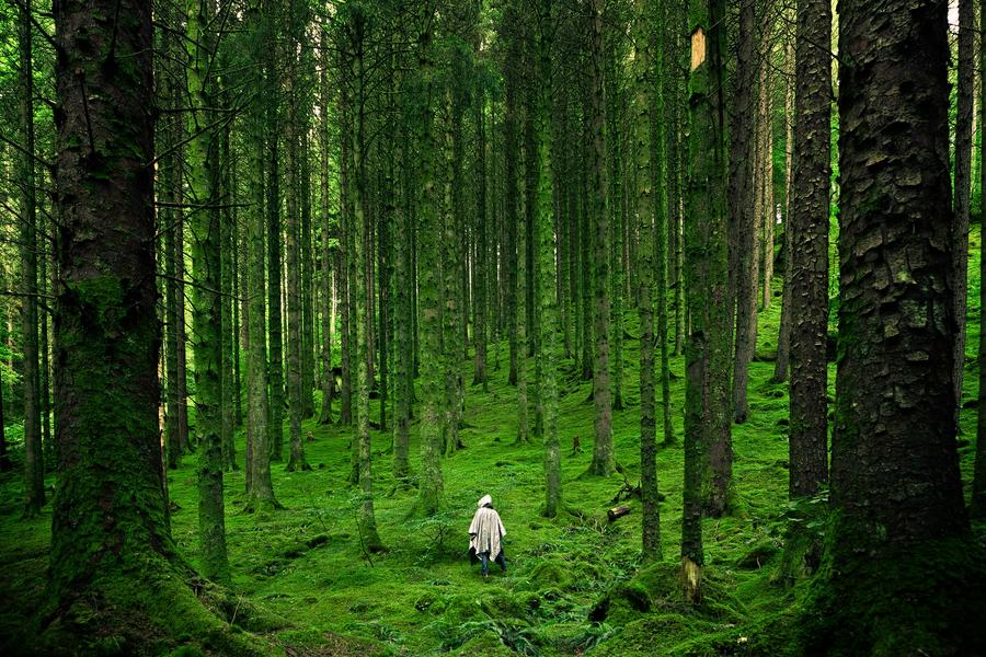 Conférence : la marche pour les arbres