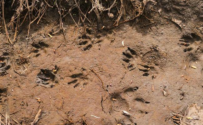 Atelier de sensibilisation à la biodiversité - Traces et indices