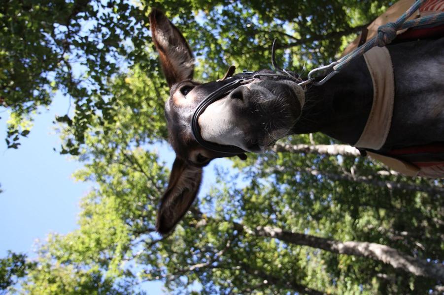 Massif Central Randonnées +