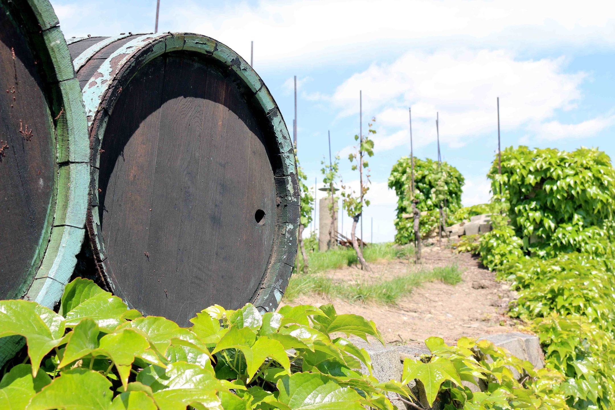 deux tonneaux dans la vigne