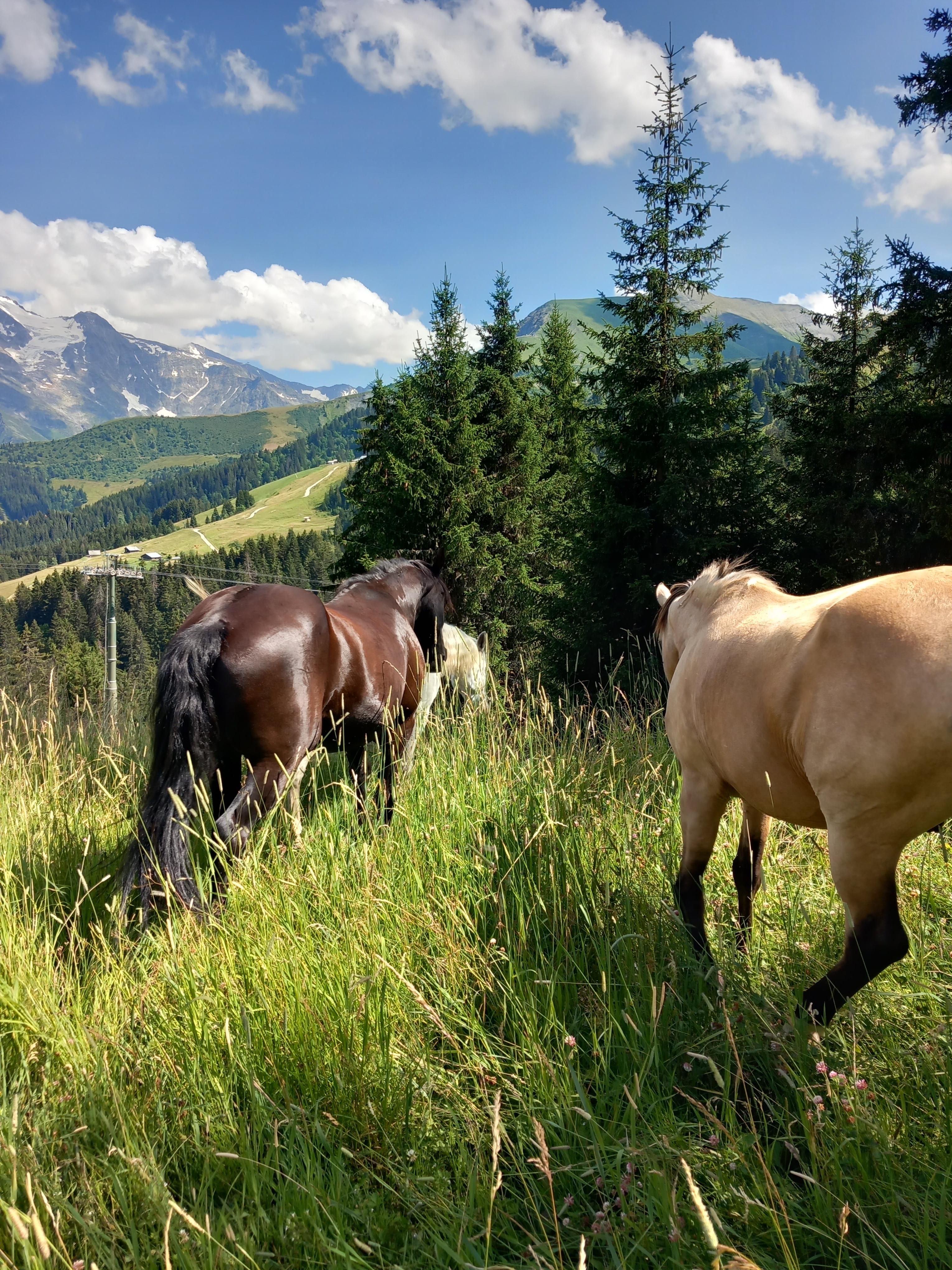 Riding School