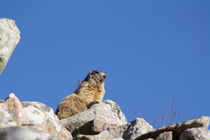 Marmotte