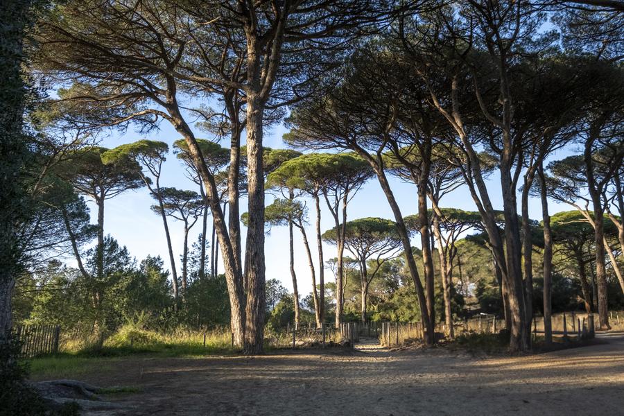 Forfait Porquerolles : Bateau + Vélo + Resto_Hyères
