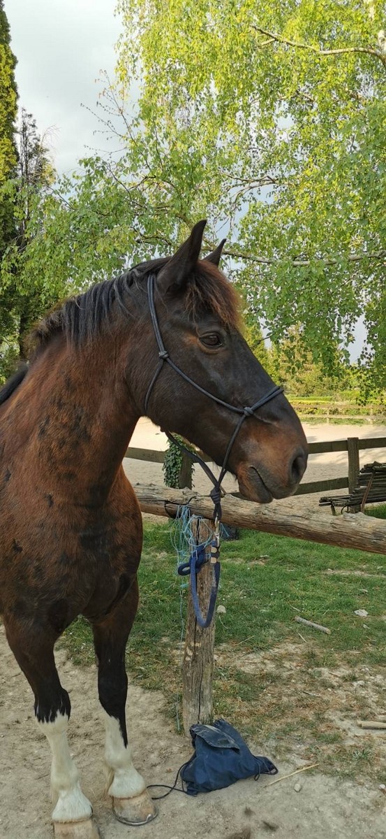 Centre Equestre de la Rivière de Corps