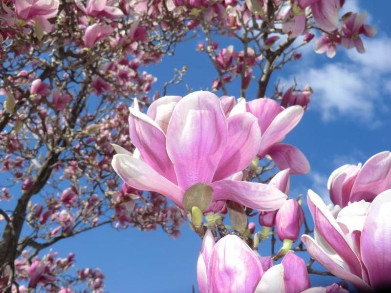 Voila pourquoi notre gite s'appelle GITE MAGNOLIA ;
L'arbre se trouve a l?entrée de notre maison