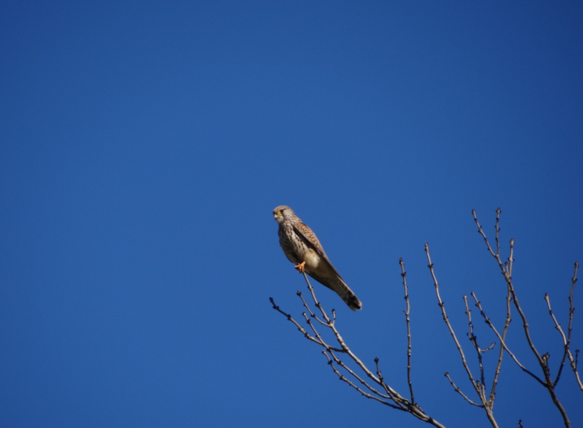 Vol d'un faucon crécerelle sur le sentier de Veyrières
