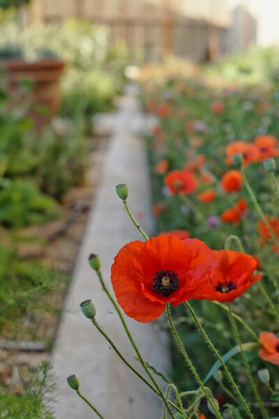 jardins du Palais des Papes