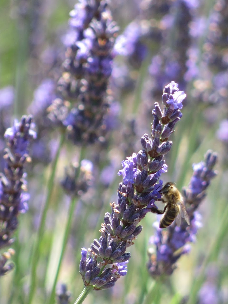 Distillerie Sainte-Victoire - photo 4