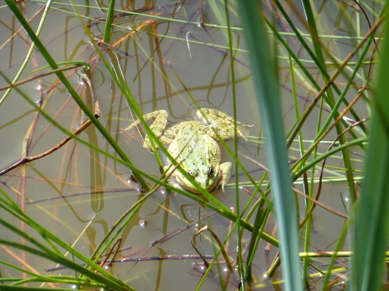 une habitante de la mare