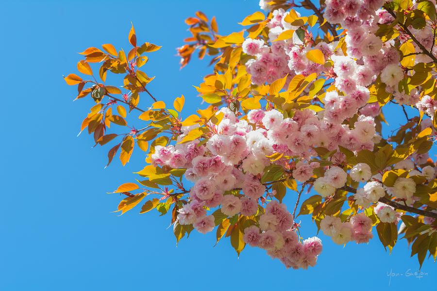 Collection Nationale de cerisiers à fleurs d'Asie
