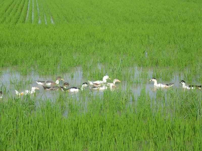 Découverte d' une rizière et de ses canards