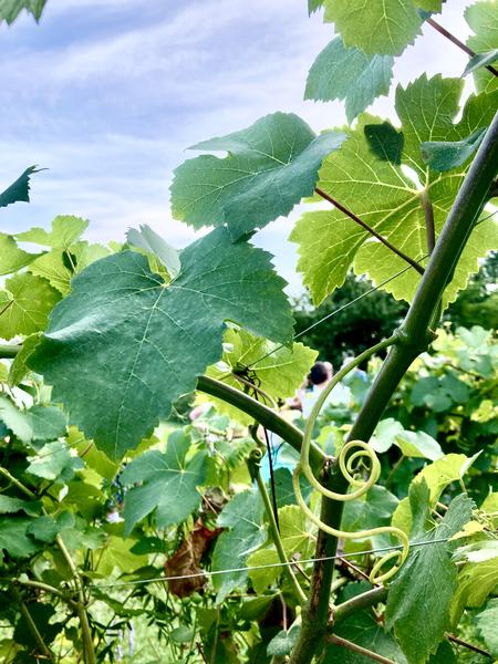 Maison Philippe Grisard