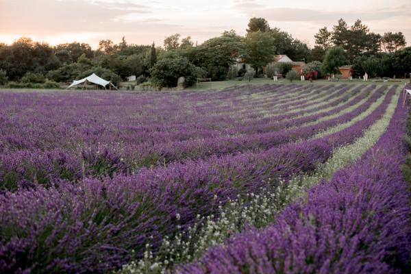 Visite d'un champ de Lavande Aix en Provence