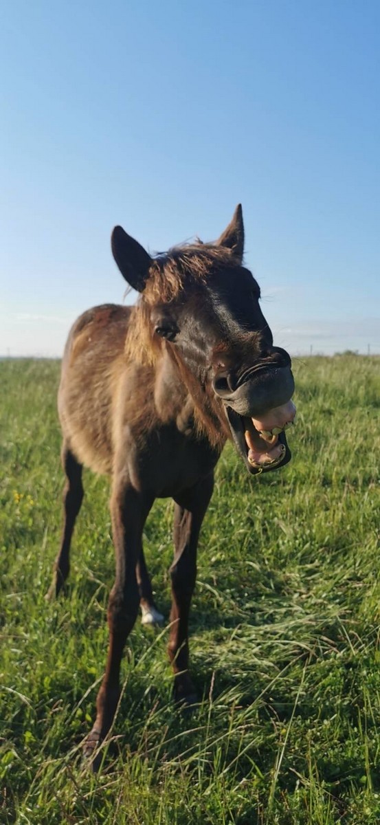 Centre Equestre de la Rivière de Corps, La Rivière-de-Corps - photo 2