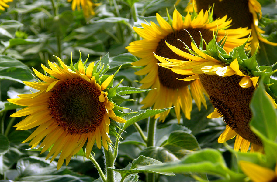 Claveyson St Andéol Tournesol soir
