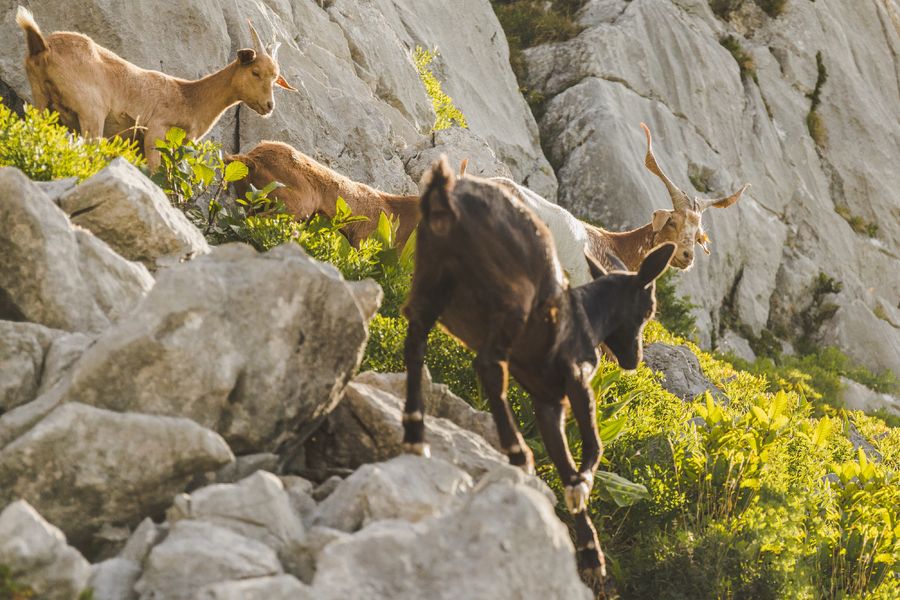 Via Ferrata Jalouvre Grand-Bornand
