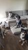 Passion Dog 04_Castellane