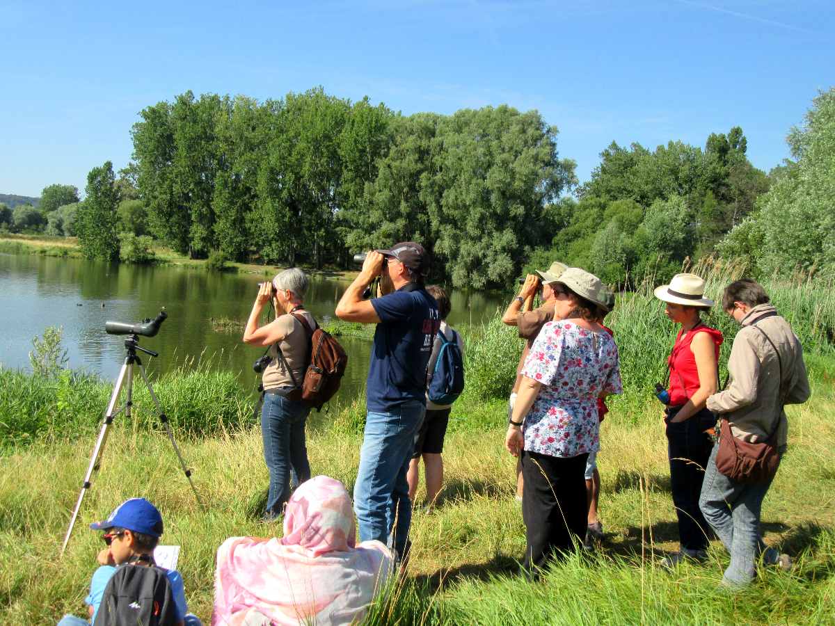 Observation Ornithologique lac de Saulx les Chartreux