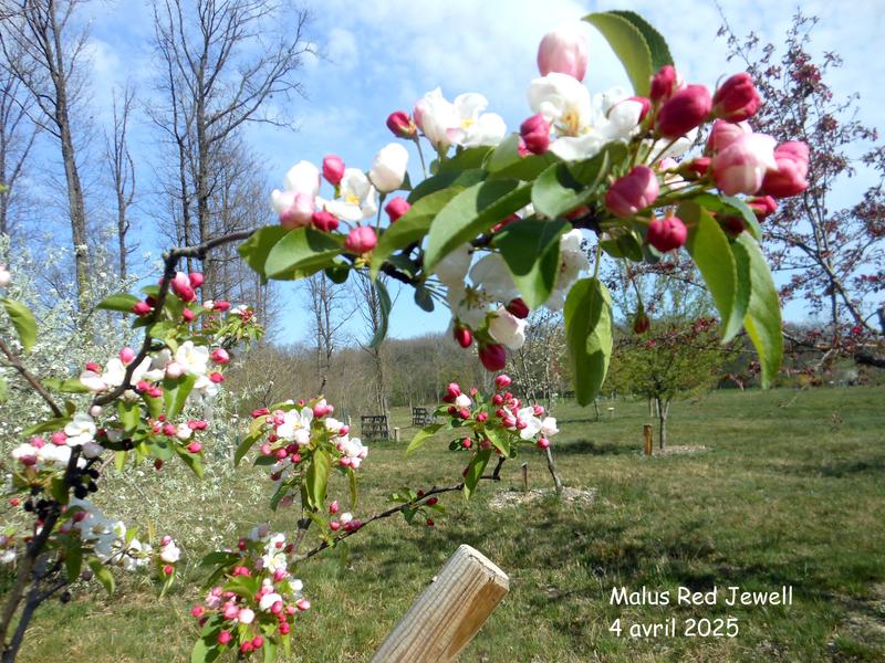 malus red jewel printemps