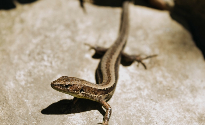 Patte à patte de lézard !