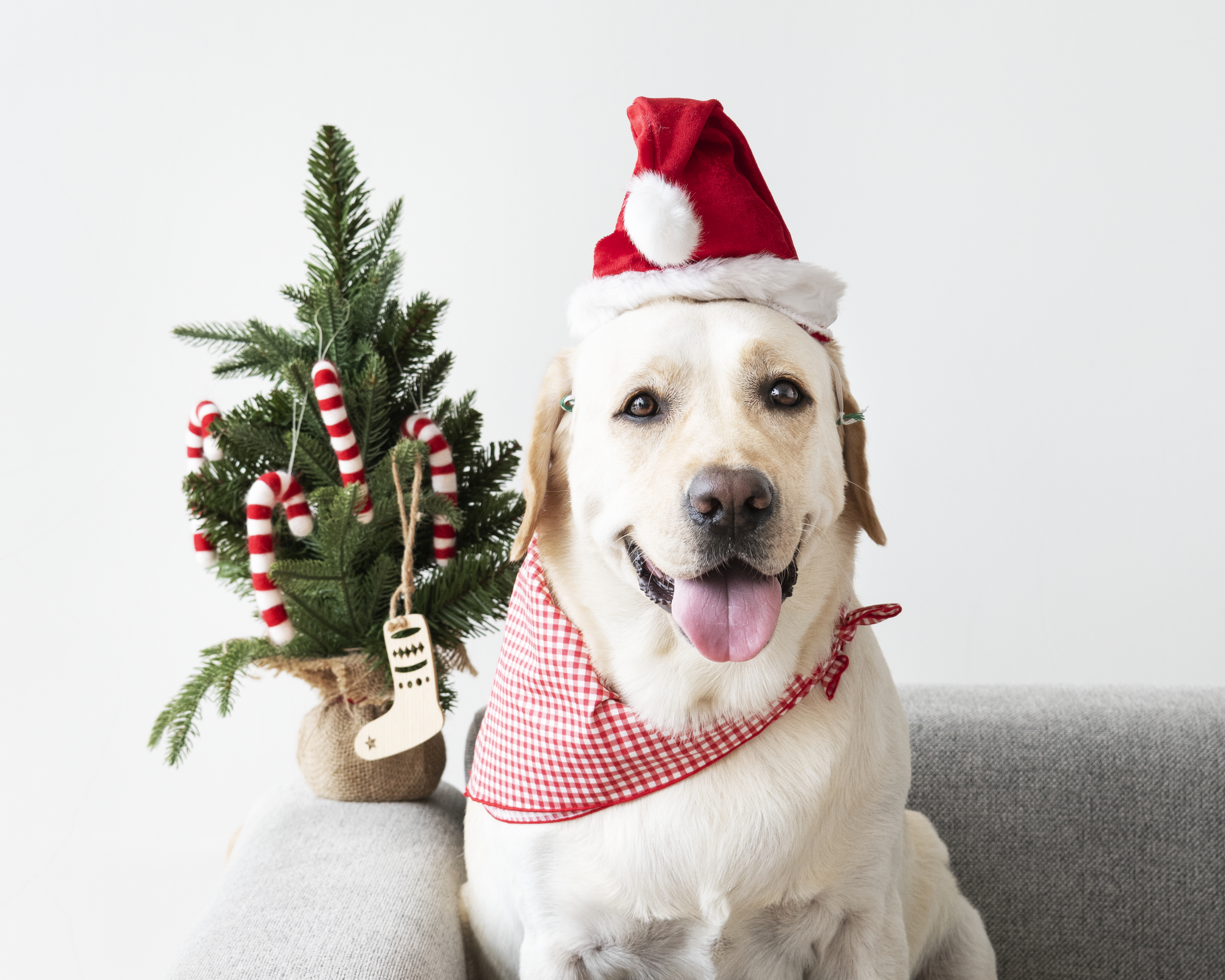 Fête de Noël au Refuge de Gerbey