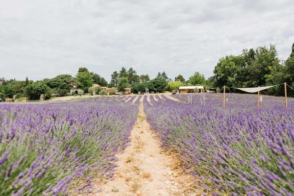 Visite d'un champ de Lavande Aix en Provence