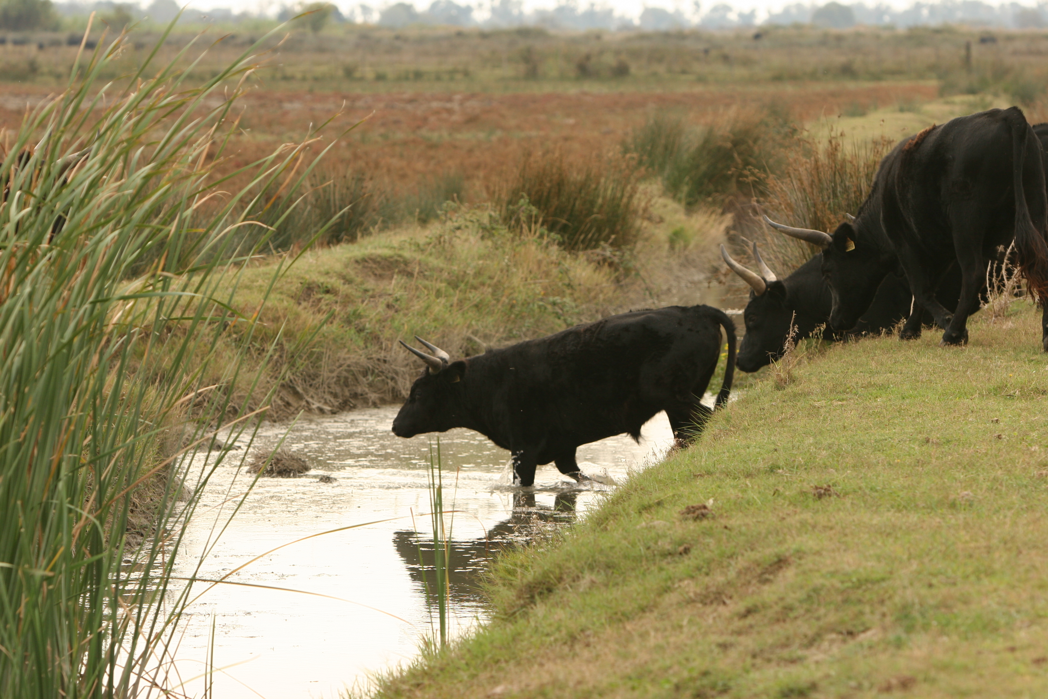 Journée  de la Manade Raynaud