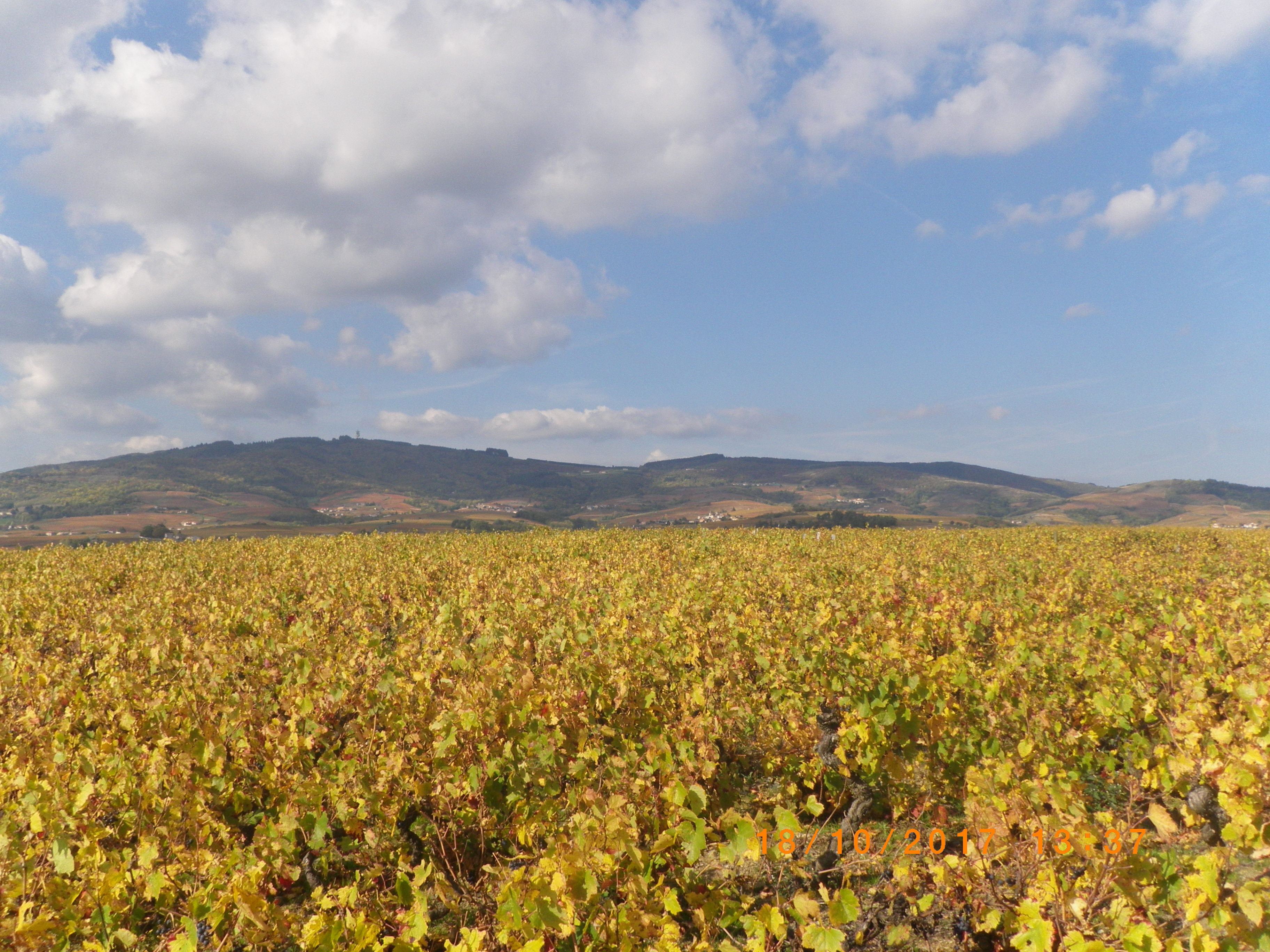 vue sur le vignoble beaujolais