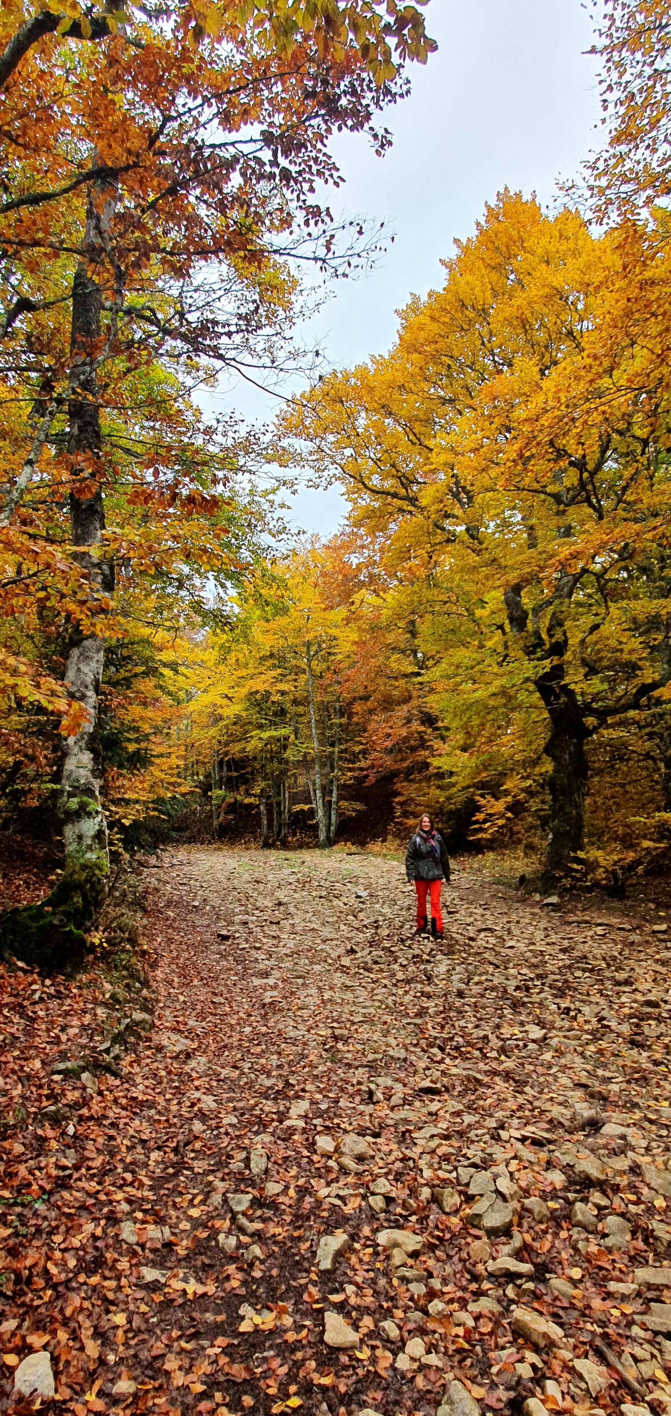 Marche bien-être en forêt