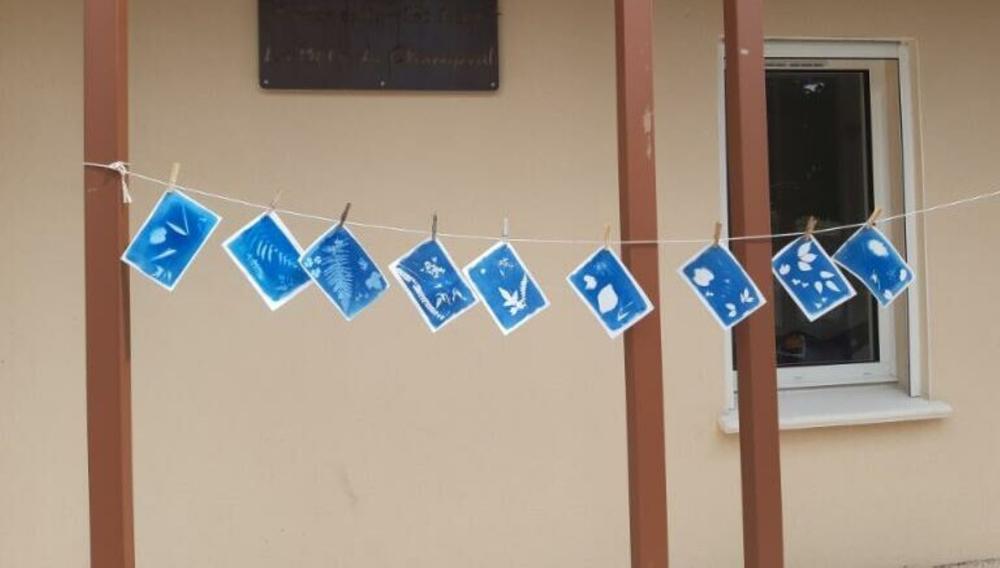 Atelier famille Cyanotypes botaniques