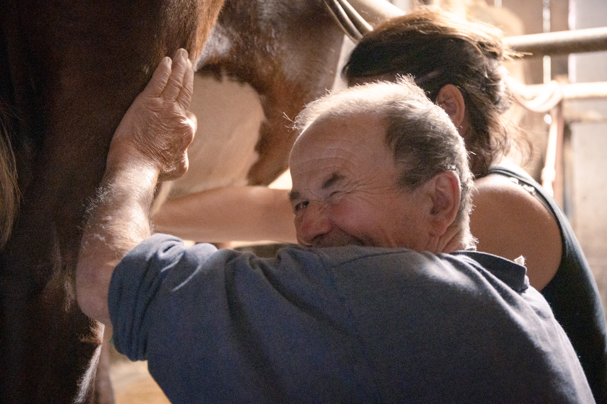 Régis Mouthon, producteur, à la traite des vaches