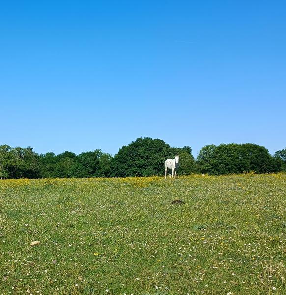 cheval