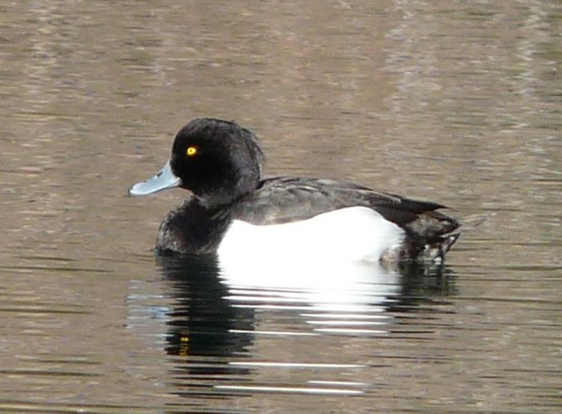 Découverte et comptage des oiseaux d