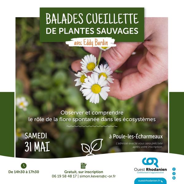 Balade cueillette de plantes sauvages avec Eddy BARDIN.