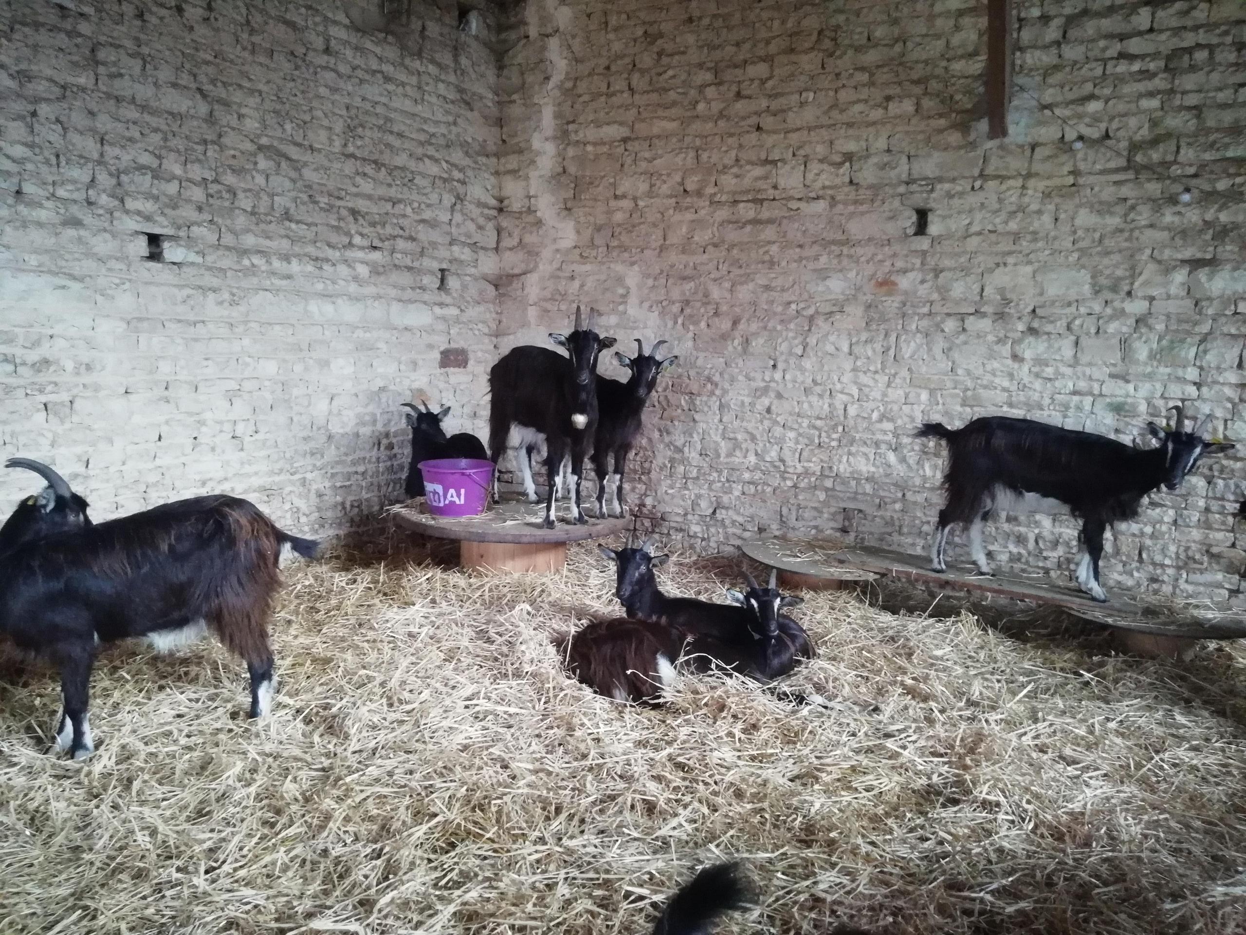 Transhumance avec les biquettes d'Anais