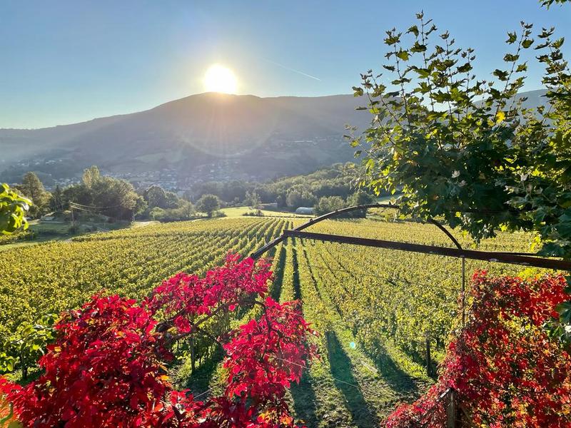 vignes Maison Mollex